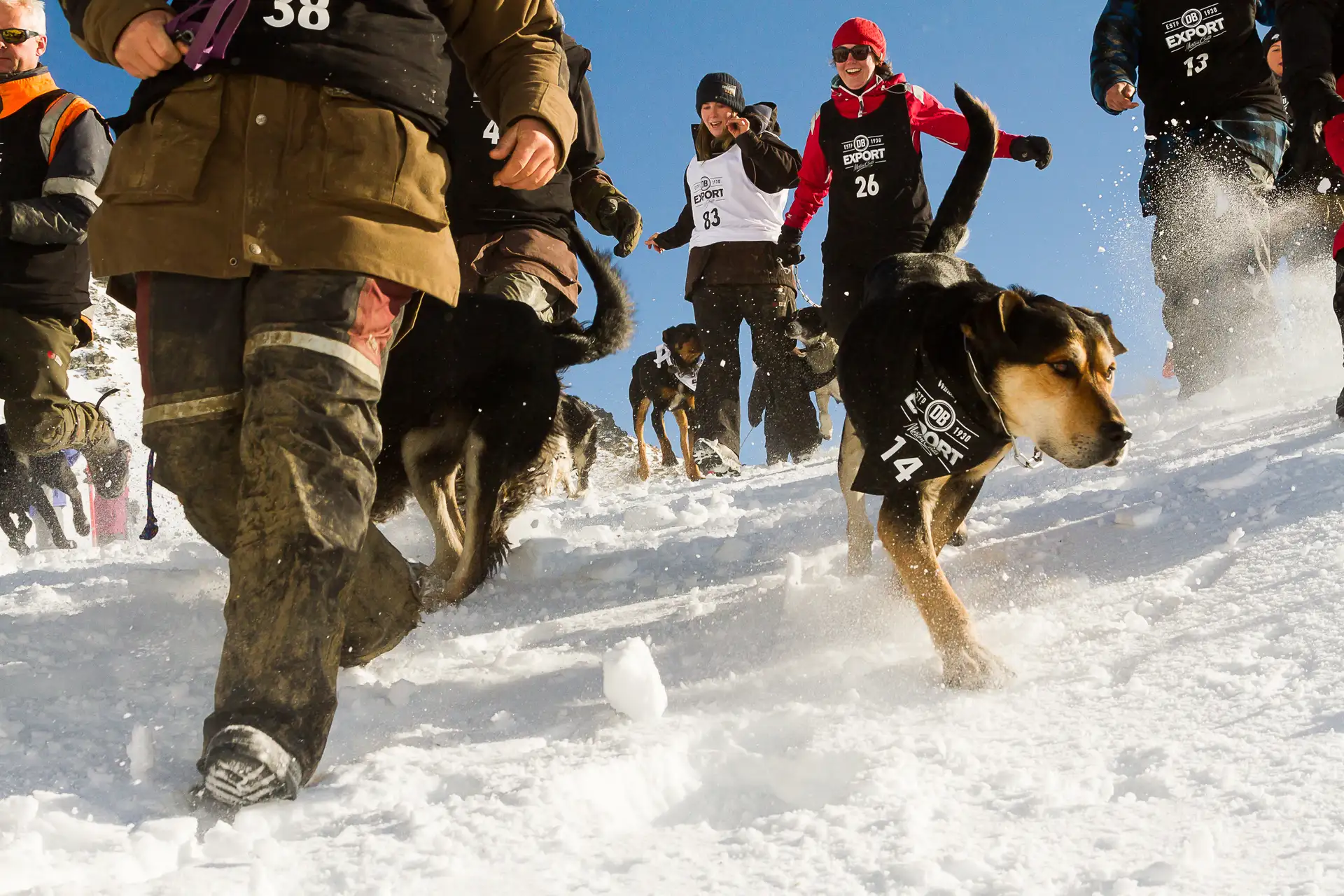 Dogs and masters enjoyed epic snow conditions at The Remarkables for the Dog Derby media