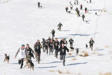 Dogs on snow Queenstown
