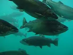 Queenstown Underwater Observatory