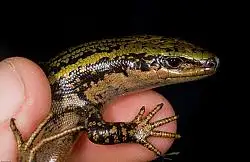 Twins Joe (L) and Dave Newman with rare skinks in Sinbad Valley