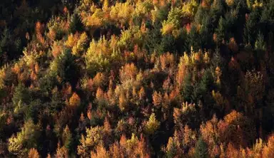 Arrowtown Colours copy
