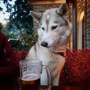 1876 dog