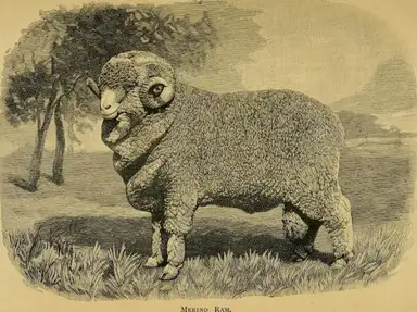Sheep breeds and management 1893