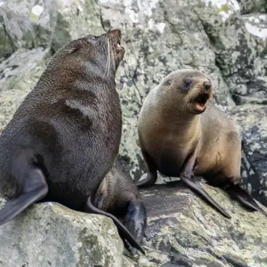 5. FDL Area Milford Sound Seals on seal rock