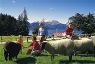 Walter Peak High Country Farm