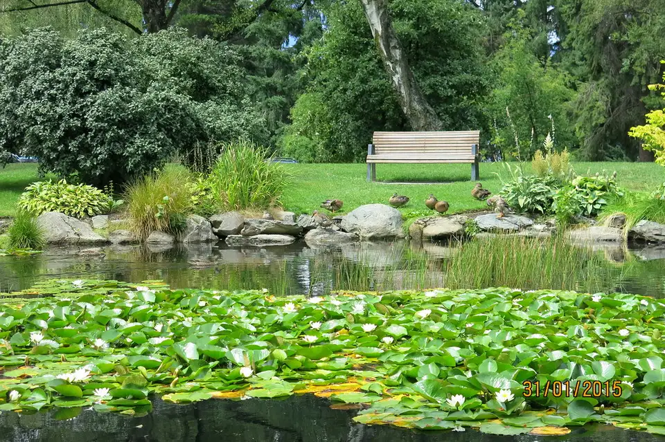 The lily pond in Queenstown Gardens surrounded by mature trees