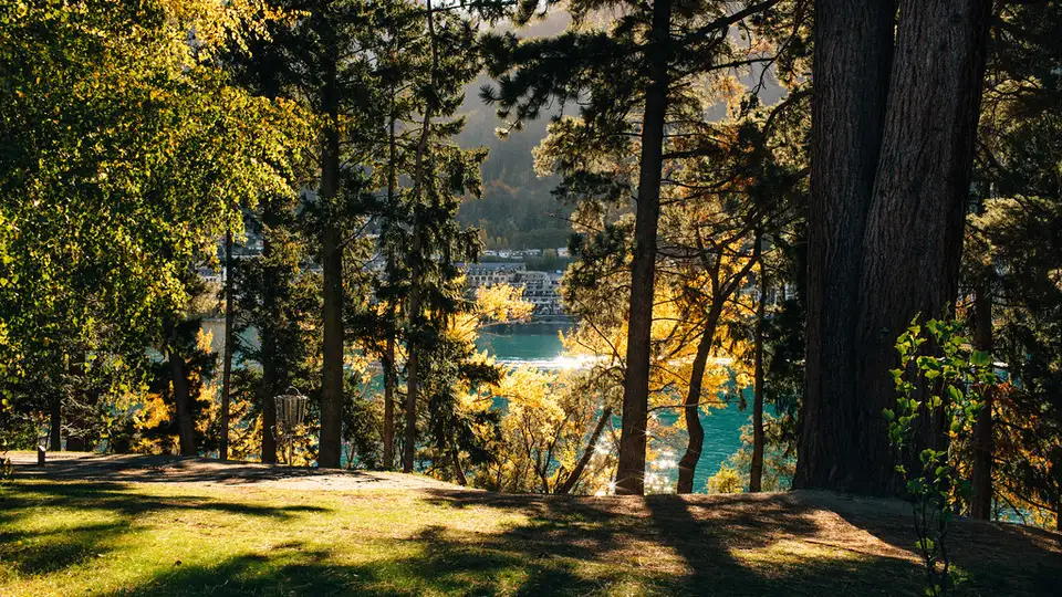 Tall conifers and open lawn in Queenstown Gardens with Lake Wakatipu showing through the trees