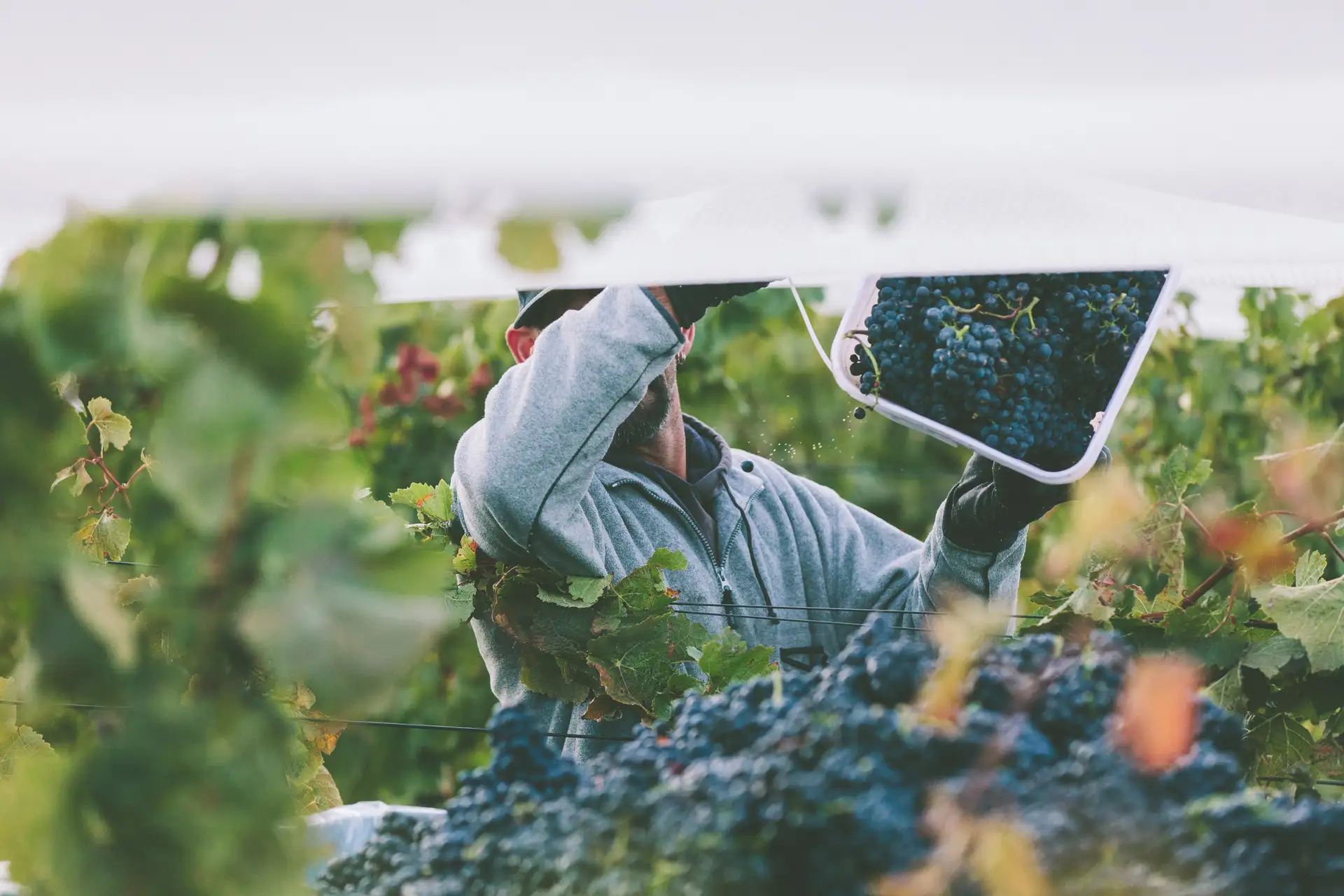 A picker holding up a crate of hand-harvested pinot noir grapes among the vines at the Amisfield vineyard